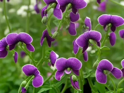 Angled Pea (Lathyrus Angulatus)