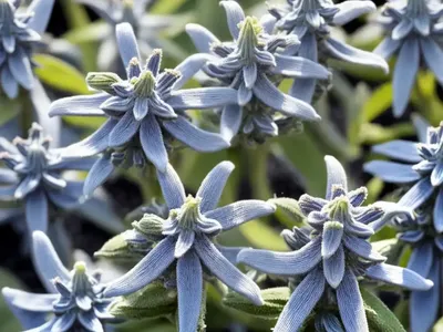 Anise Sage (Salvia Guaranitica ‘black And Blue’)