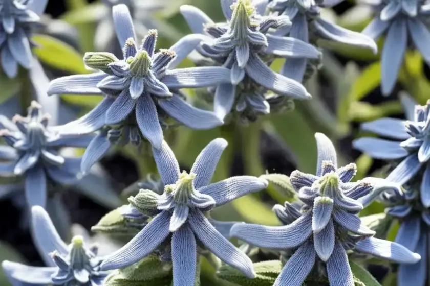 Anise sage (salvia guaranitica ‘black and blue’)