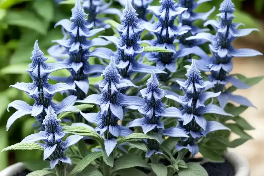 Anise-scented sage (salvia guaranitica ‘black and blue’) — photo 3