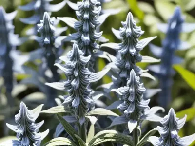 Anise-scented Sage (Salvia Guaranitica ‘Black And Blue’)