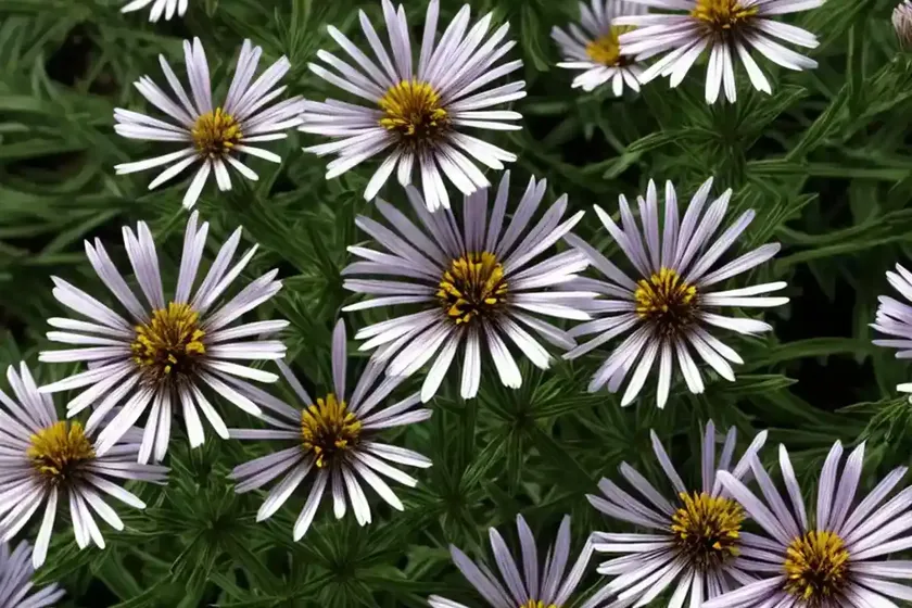 Annual aster (callistephus chinensis) — photo 2