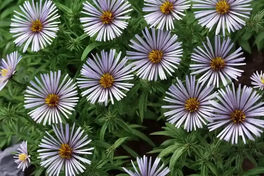 Annual aster (callistephus chinensis) — photo 3