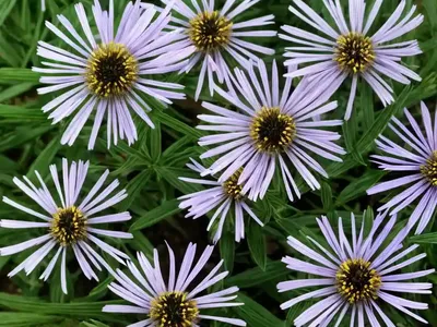 Annual Aster (Callistephus Chinensis)