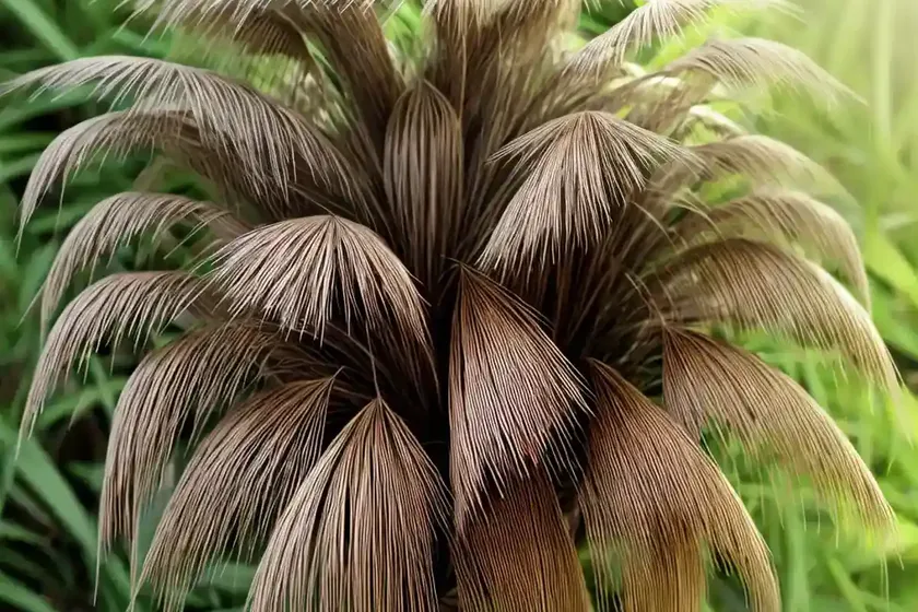 Annual beard-grass (polypogon monspeliensis) — photo 3