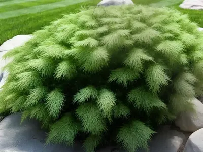 Annual Bluegrass (Poa Annua)
