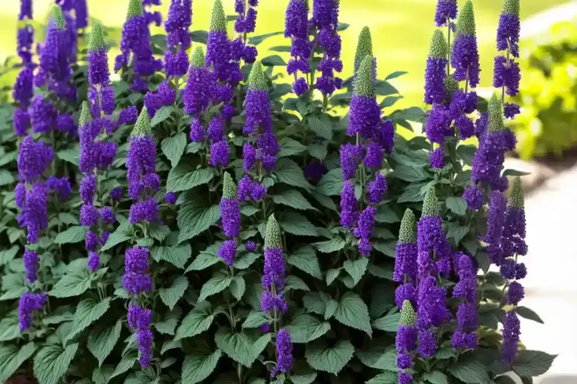 Annual clary sage (salvia viridis) — photo 2