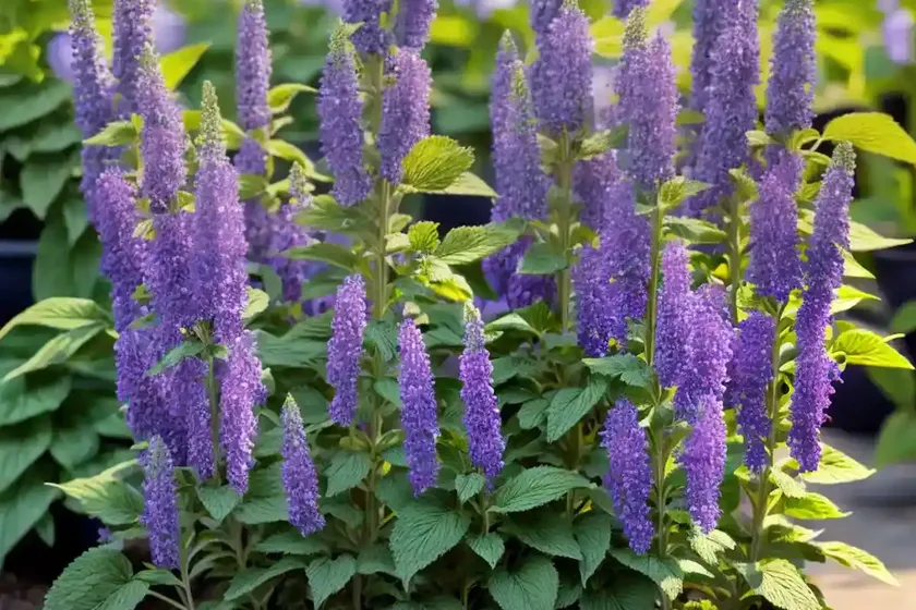 Annual clary sage (salvia viridis) — photo 3