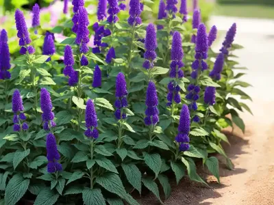 Annual Clary Sage (Salvia Viridis)