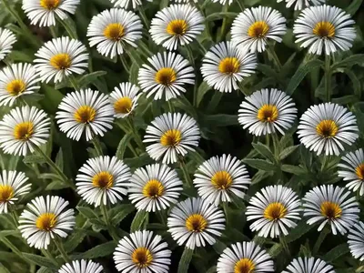 Annual Fleabane (Erigeron Annuus)