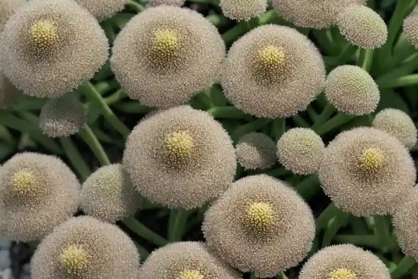 Annual knawel (scleranthus annuus) — photo 3