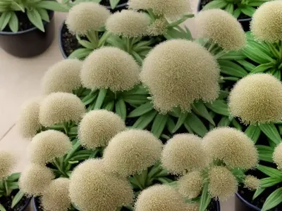 Annual Knawel (Scleranthus Annuus)