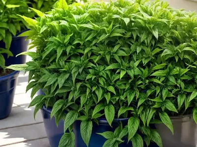 Annual Mercury (Mercurialis Annua)