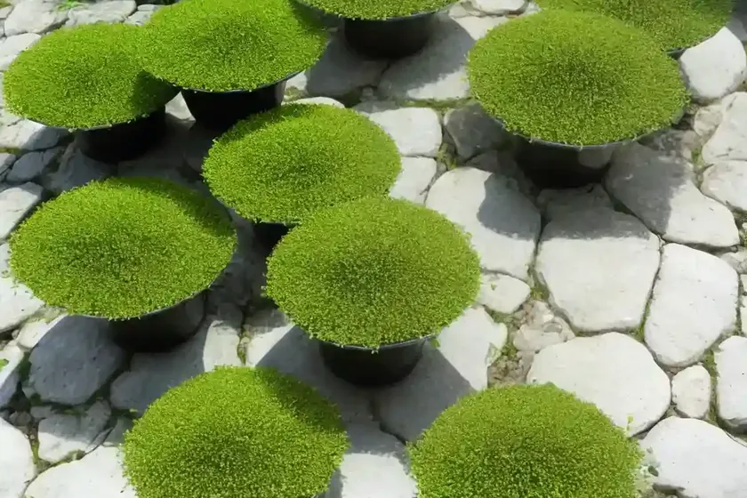 Annual pearlwort (sagina apetala) — photo 2