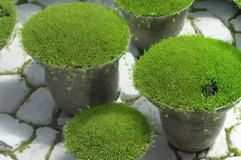 Annual pearlwort (sagina apetala) — photo 3