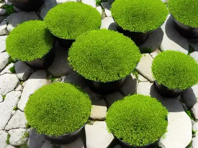 Annual Pearlwort (Sagina Apetala)