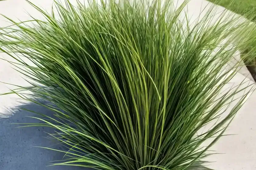 Annual ryegrass (lolium rigidum) — photo 2