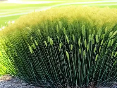 Annual Ryegrass (Lolium Rigidum)