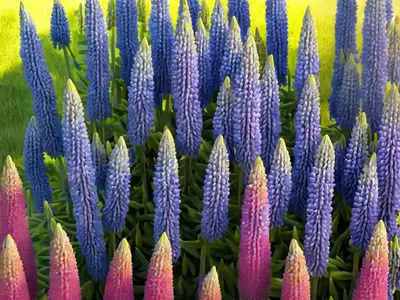 Annual Yellow-Lupin (Lupinus Luteus)