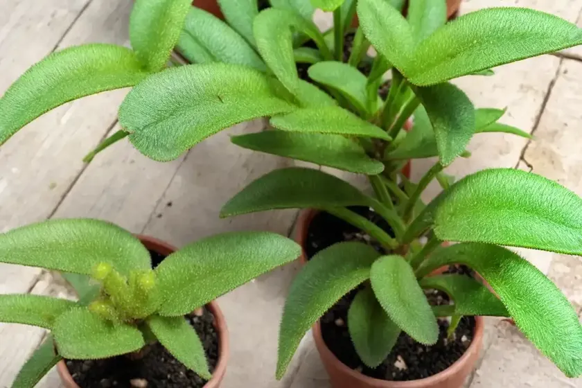 Ant plant (hydrophytum formicarum) — photo 3
