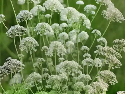 Anthriscus Sylvestris (Cow Parsley)