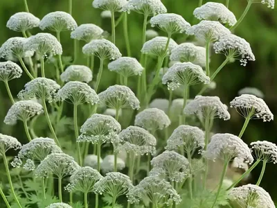Anthriscus Sylvestris ‘Ravenswing’ (Cow Parsley)