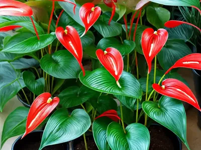 Anthurium (Anthurium Andraeanum)