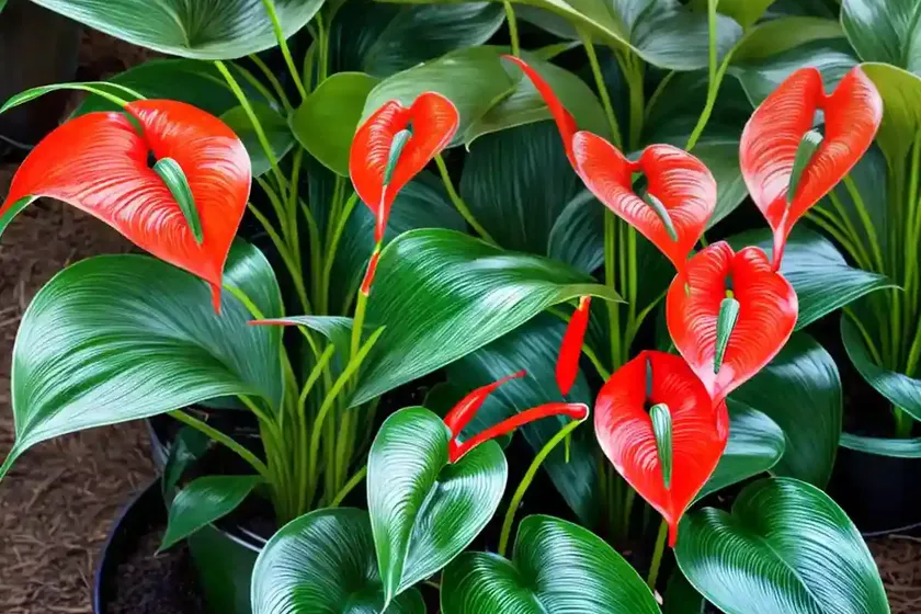Anthurium plowmanii (anthurium plowmanii) — photo 2