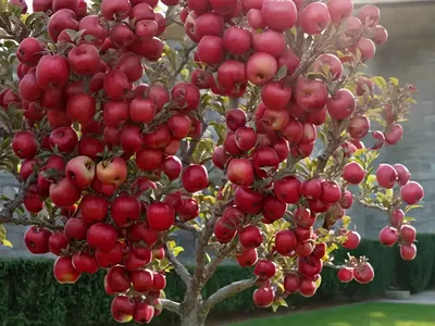 Apple (Malus Pumila ‘Taylor’ STARKSPUR RED ROME BEAUTY)