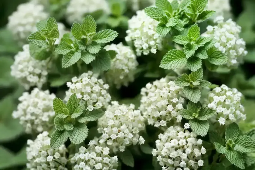 Apple mint (mentha suaveolens) — photo 3