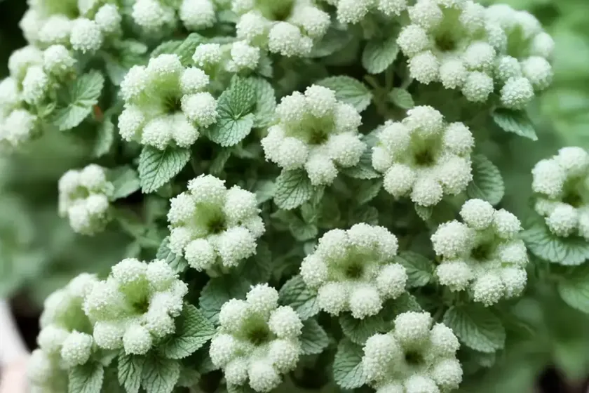 Apple mint (mentha suaveolens) — photo 2