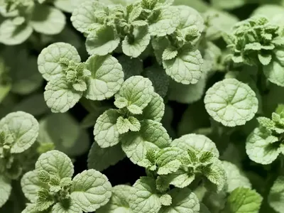 Apple Mint (Mentha Suaveolens)