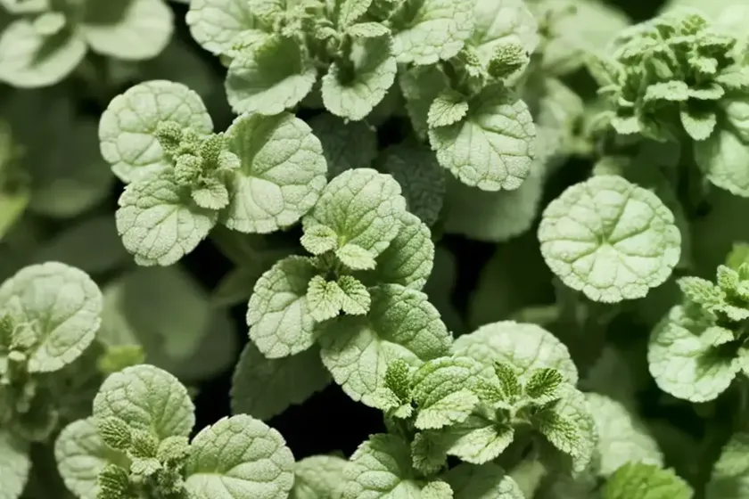 Apple mint (mentha suaveolens)