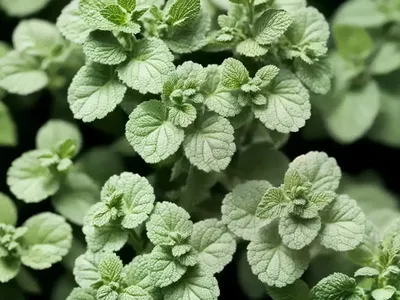 Apple Mint (Mentha Suaveolens)