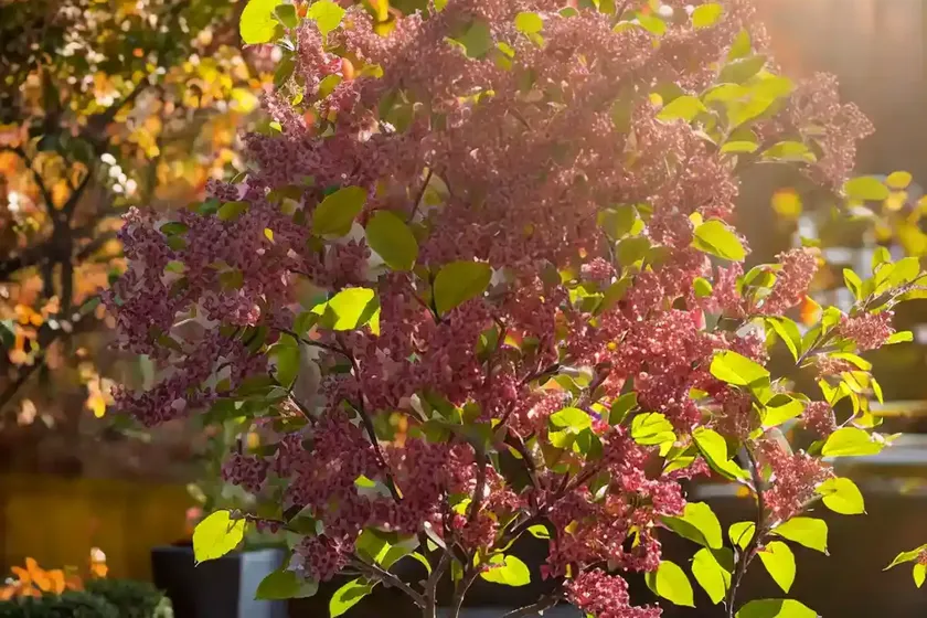 Apple serviceberry (amelanchier x grandiflora ‘autumn brilliance’) — photo 2
