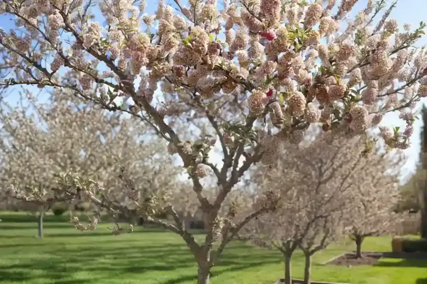 Apple tree (malus ‘grimes golden’) — photo 3