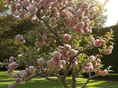 Apple Tree (Malus ‘Grimes Golden’)