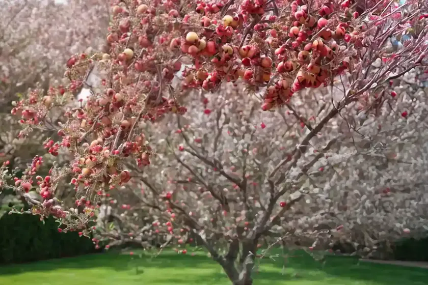 Apple tree (malus pumila ‘caitlin’ stark grandgala) — photo 3