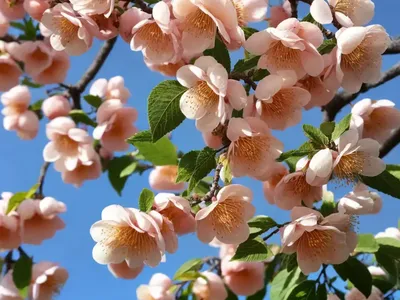 Apricot (Prunus Armeniaca)