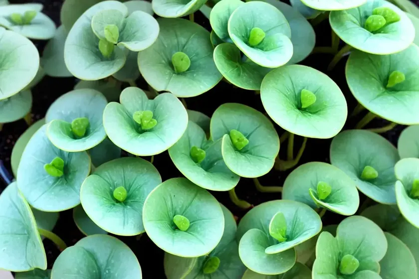Aquamarine pilea (pilea glauca ‘aquamarine’) — photo 2