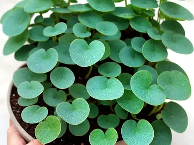 Aquamarine Pilea (Pilea Glauca ‘aquamarine’)