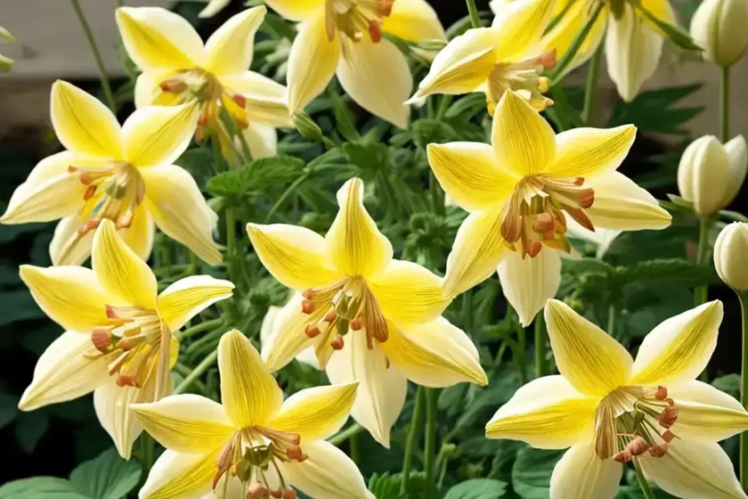 Aquilegia chrysantha ‘yellow queen’ (golden columbine) — photo 3