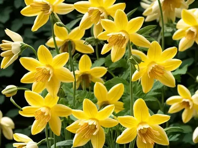 Aquilegia Chrysantha ‘Yellow Queen’ (Golden Columbine)