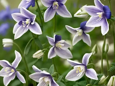 Aquilegia Coerulea (Rocky Mountain Columbine)