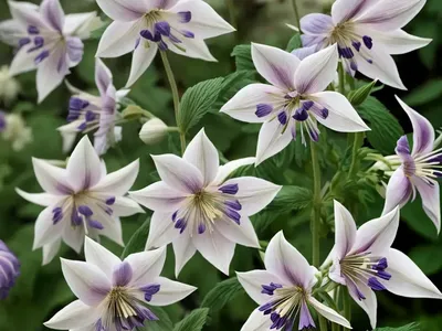 Aquilegia Japonica (Dwarf Fan-Leaved Columbine)