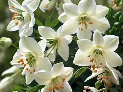Aquilegia ‘Lime Sorbet’ (Columbine)