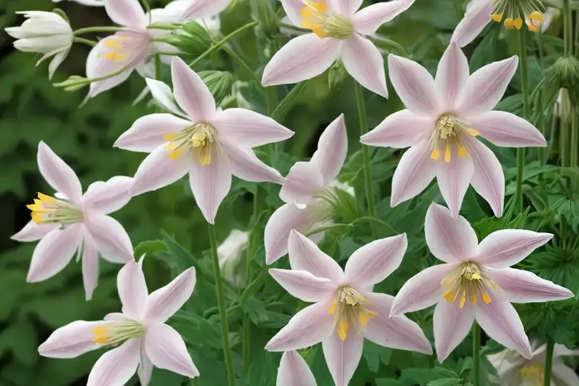 Aquilegia skinneri (mexican columbine) — photo 2