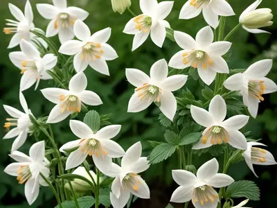 Aquilegia Skinneri (Mexican Columbine)