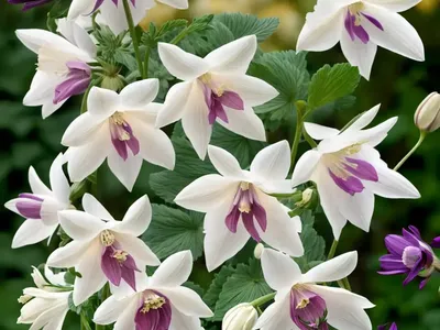 Aquilegia Songbird ‘Dove’ (Columbine)