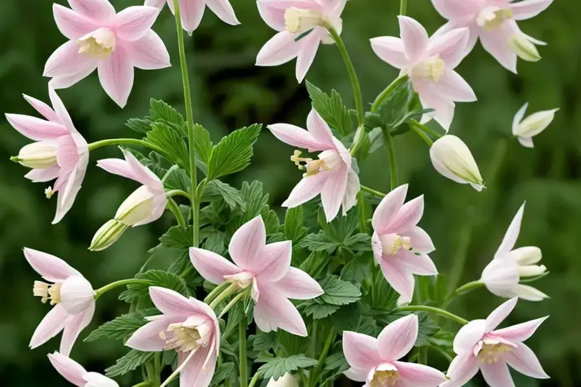 Aquilegia songbird ‘robin’ (columbine) — photo 3